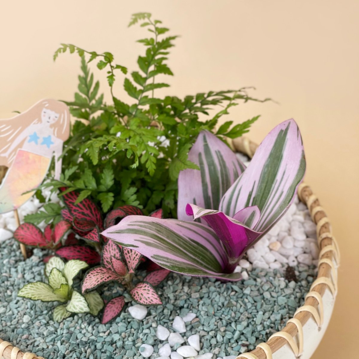 Succulent Arrangement -Umino Shita - Gifting plant - Preserved Flowers & Fresh Flower Florist Gift Store