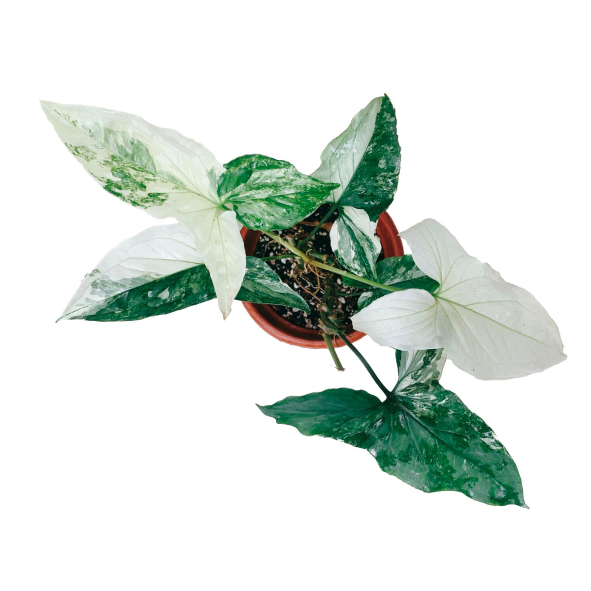 Syngonium Albo Variegata Imperial White (Exotic) - Plant - Preserved Flowers & Fresh Flower Florist Gift Store